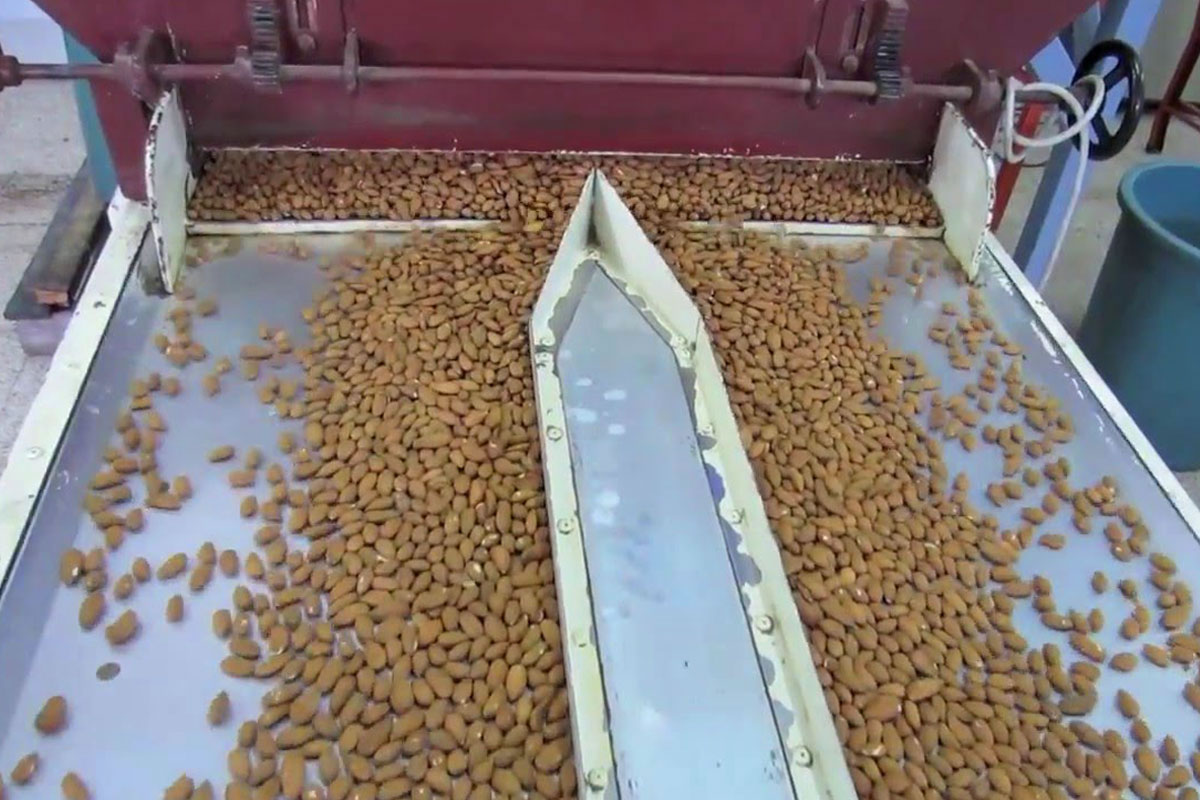 Lavorazione e selezione mandorle