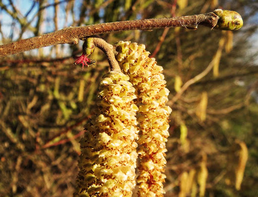 hazelnut orchard in bloom