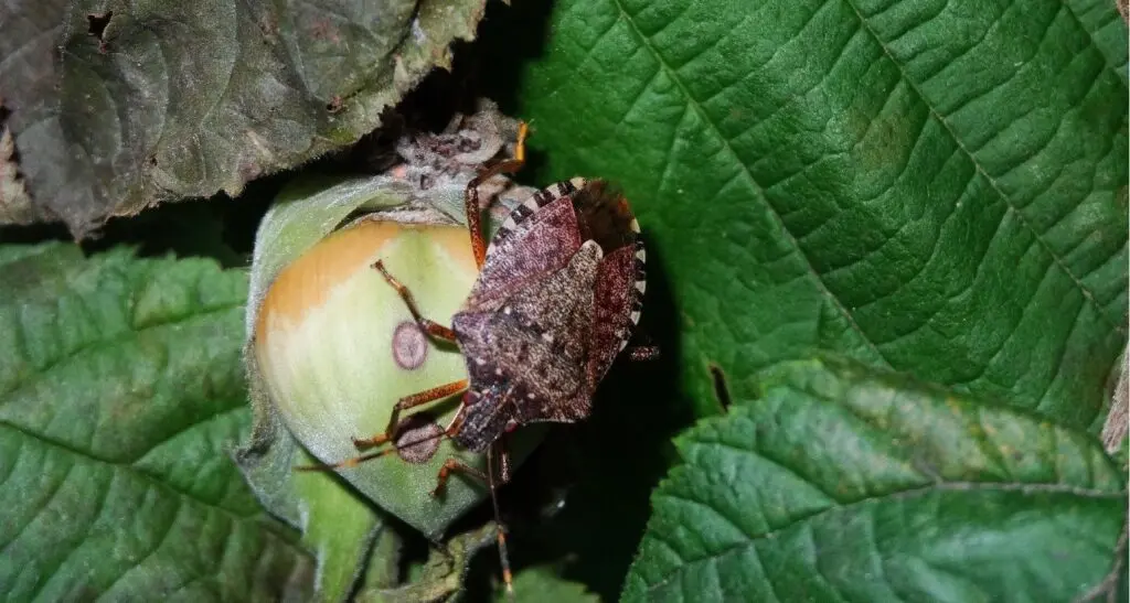 Shell damage/defect example (cimiciata) on hazelnuts.