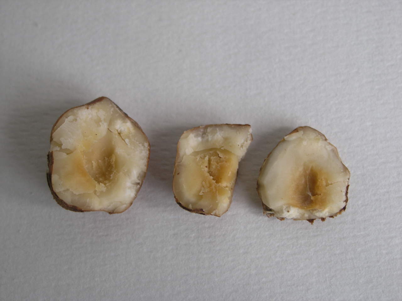 dettaglio ravvicinato di nocciole in guscio aperte, seme con alterazioni visive.