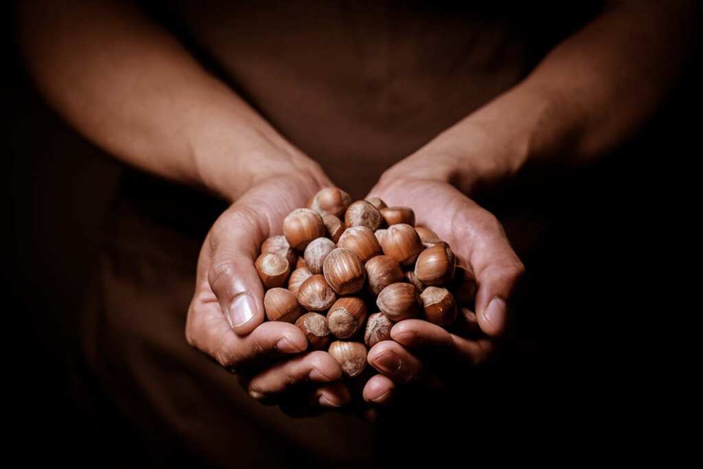 ISMEA February 2026 Report: analysis of the Italian hazelnut market