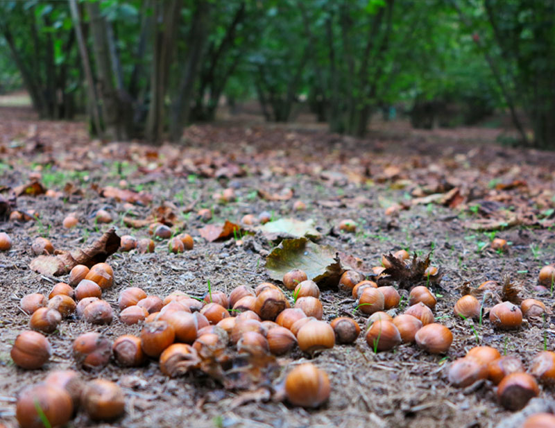 nocciole a terra pronte per essere raccolte
