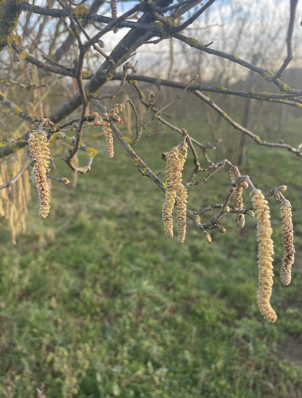 Nocciole in fioritura durante l