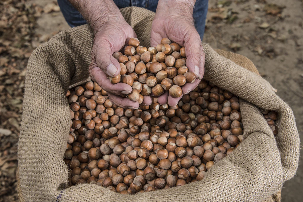 nocciole in guscio vendita
