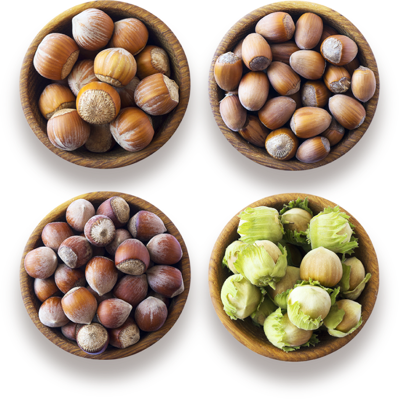 different hazelnut types
