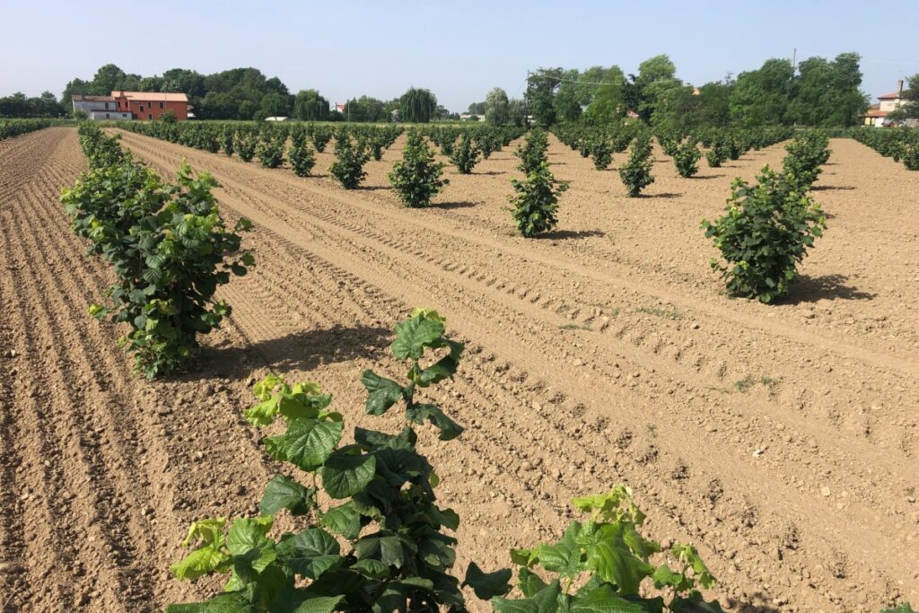 Produzione agricola di nocciole e mandorle: come impostare un impianto redditizio e sostenibile dalla scelta del terreno alla gestione dell’acqua