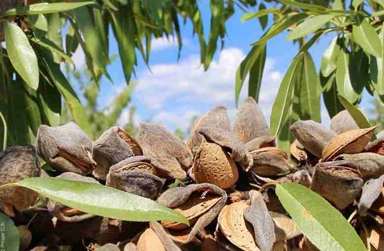 Raccolta delle mandorle
