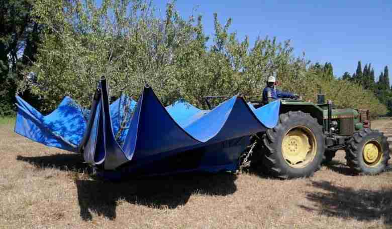 raccolta mandorle meccanizzata