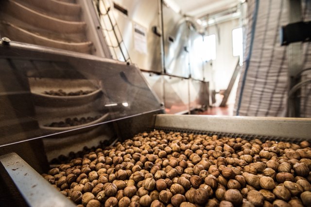 Tostatura delle nocciole: processo e effetti sulla qualità