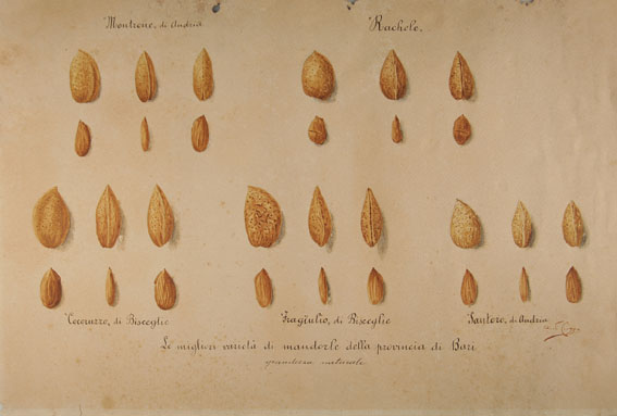 diverse varieta di mandrole